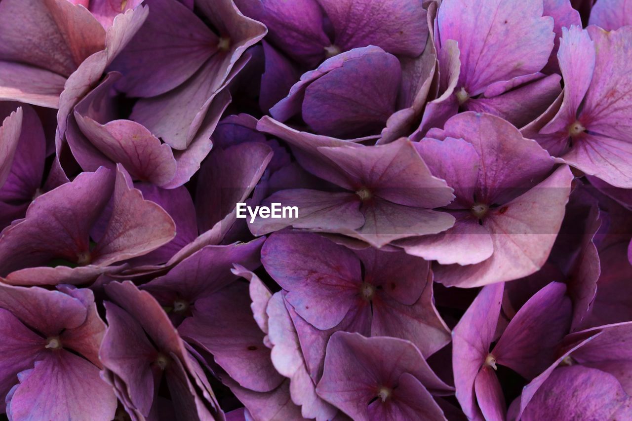 full frame shot of pink flowers