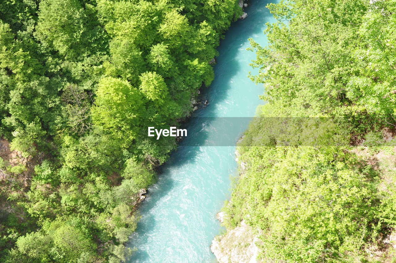 HIGH ANGLE VIEW OF PLANTS GROWING ON LAND