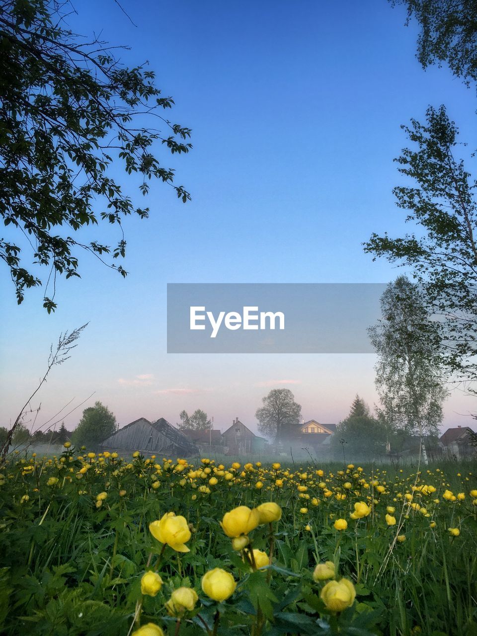 YELLOW FLOWERS ON FIELD AGAINST SKY