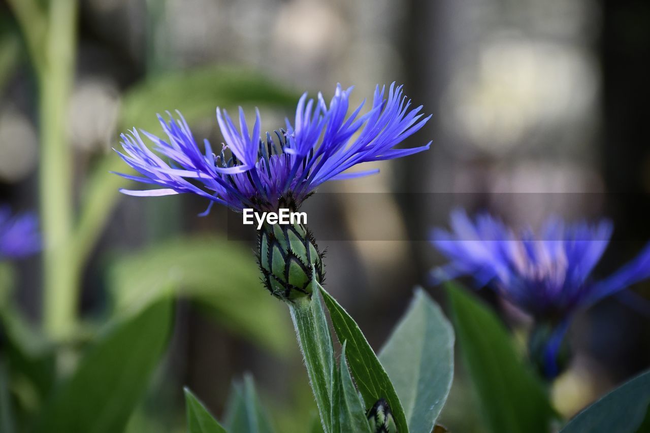 Close-up of blue flowers