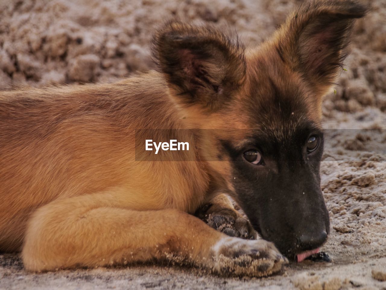 Close-up portrait of dog lying down on ground