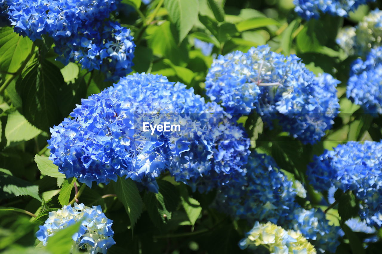 CLOSE-UP OF PURPLE BLUE FLOWERING PLANT