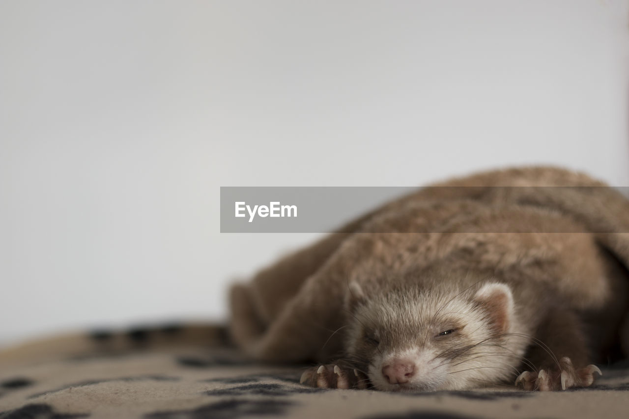 Close-up of ferret sleeping against white background