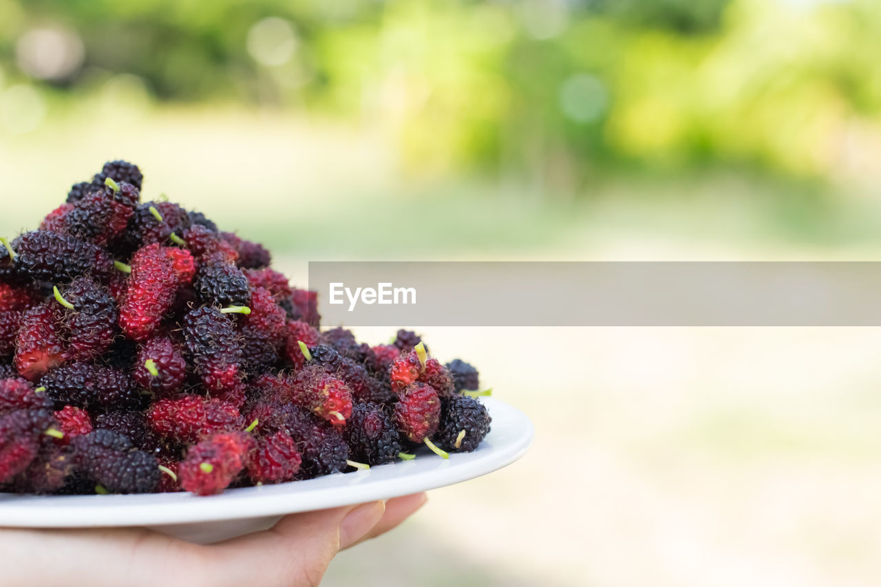 CLOSE-UP OF FRUITS