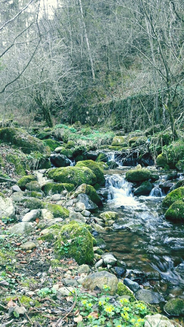 CLOSE-UP OF WATER FLOWING IN TREES