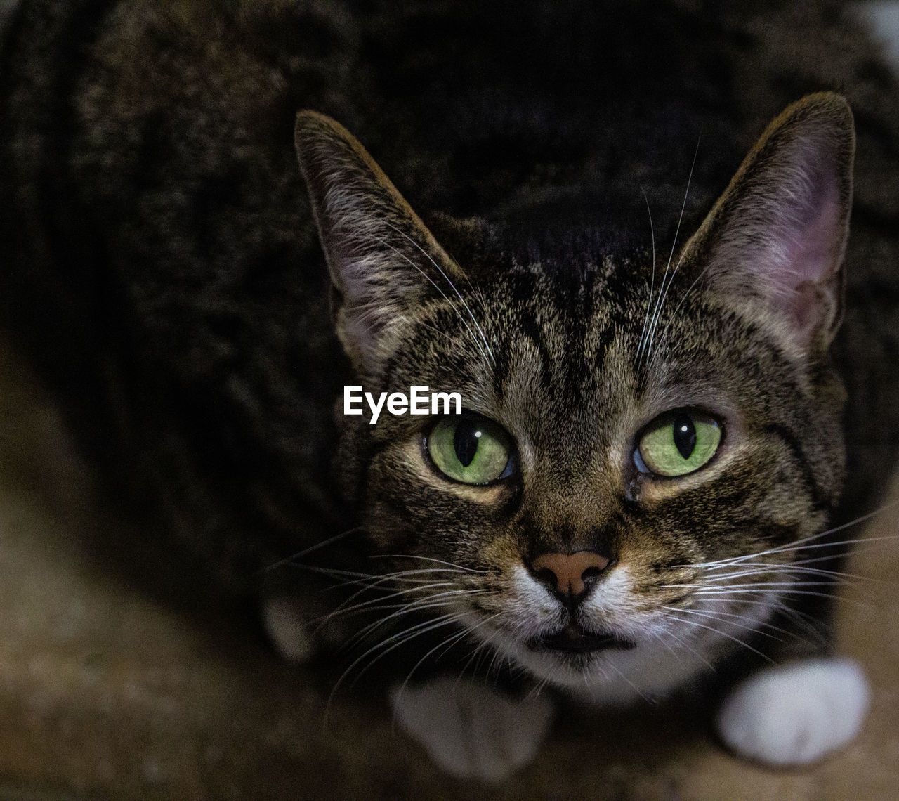 PORTRAIT OF CAT