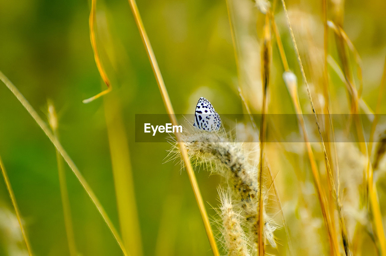 grass, plant, animal, nature, animal themes, green, animal wildlife, beauty in nature, macro photography, close-up, meadow, insect, one animal, flower, macro, summer, wildlife, environment, no people, prairie, field, cereal plant, land, landscape, outdoors, animal wing, crop, growth, selective focus, yellow, butterfly, focus on foreground, springtime, fragility, flowering plant, rural scene, freshness, animal body part, plain, tranquility, agriculture, sunlight, day, extreme close-up, environmental conservation, leaf, grassland