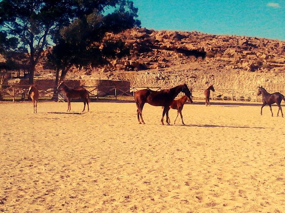 HORSES ON FIELD