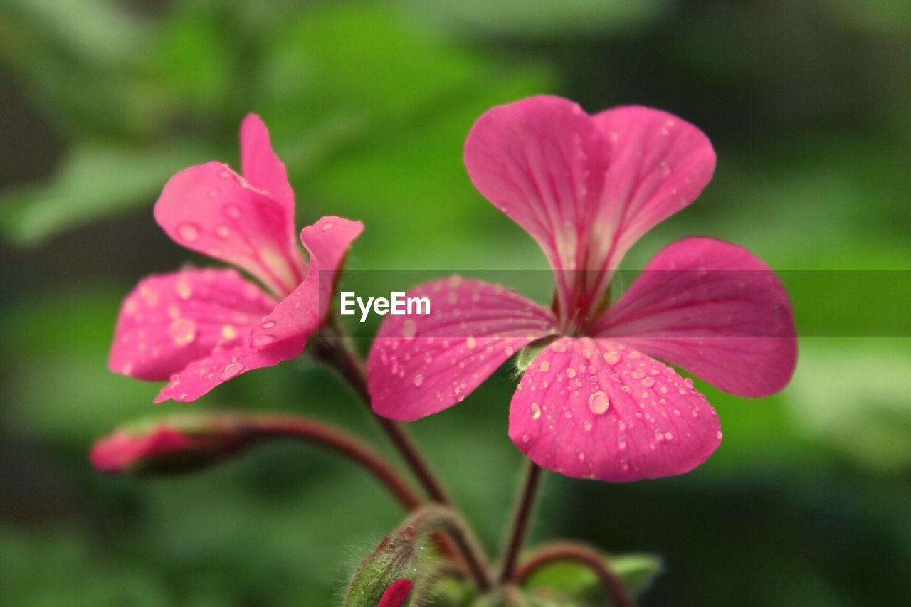 CLOSE-UP OF WATER DROPS ON PINK FLOWER