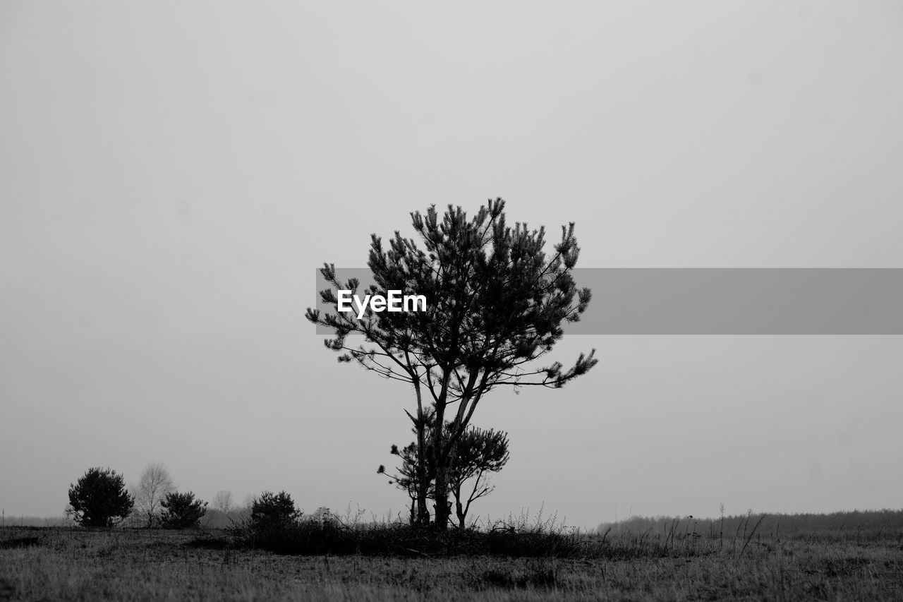 Tree on field against clear sky