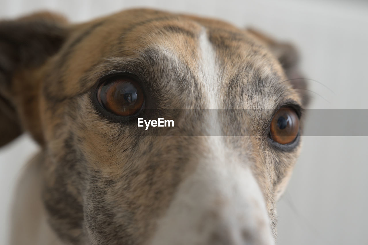 pet, one animal, dog, animal themes, mammal, animal, domestic animals, canine, close-up, animal body part, whippet, hound, snout, portrait, animal head, animal eye, sports, eye, animal sports, sighthound, greyhound, no people, indoors, looking, galgo español, looking at camera, carnivore