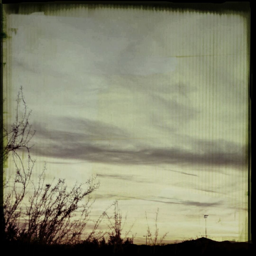 SILHOUETTE OF BARE TREES AT SUNSET