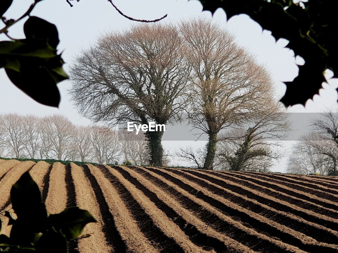 BARE TREE IN FIELD