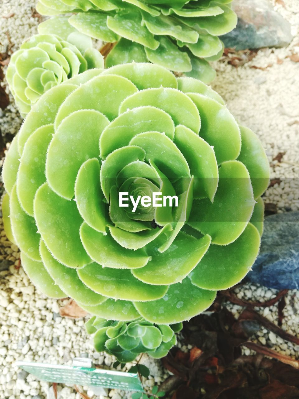 DIRECTLY ABOVE SHOT OF SUCCULENT PLANT