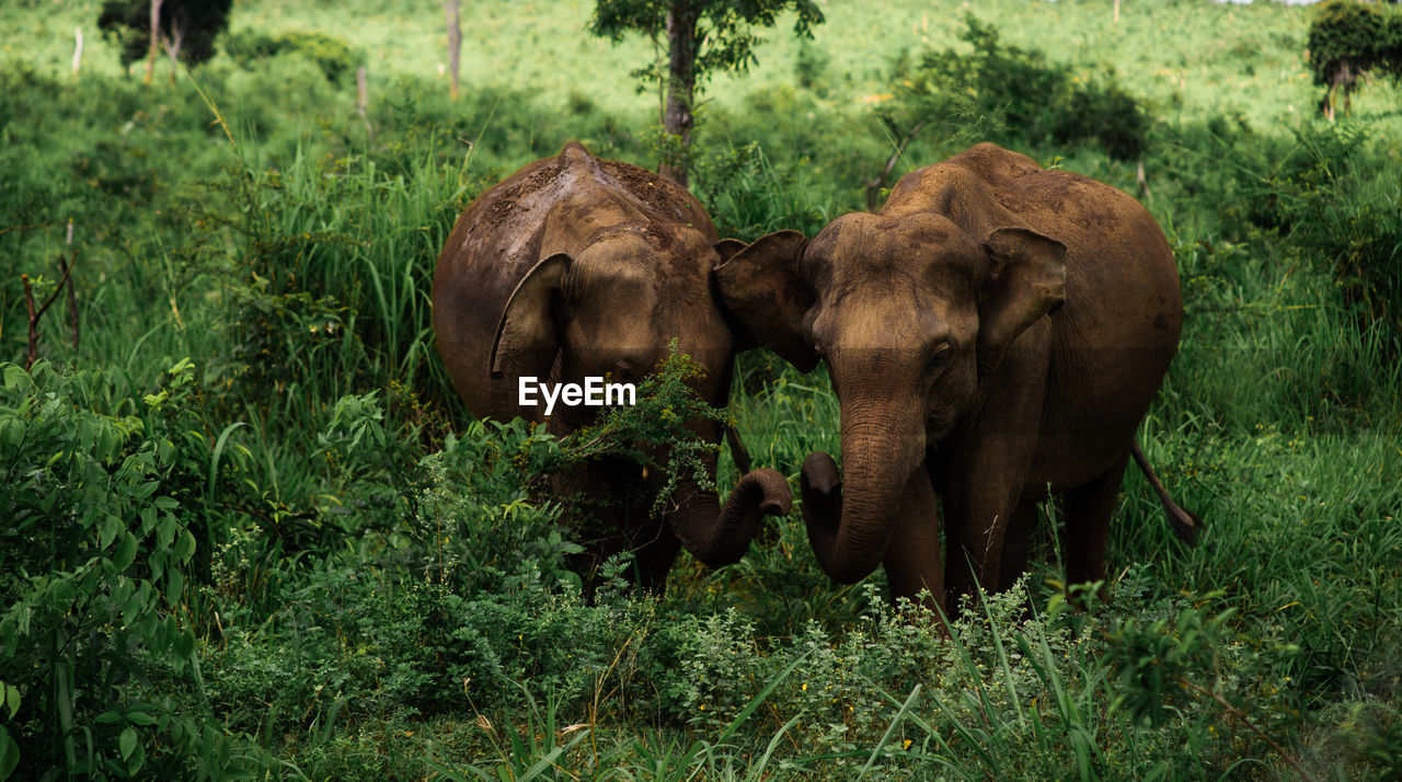 Elephants on field in forest