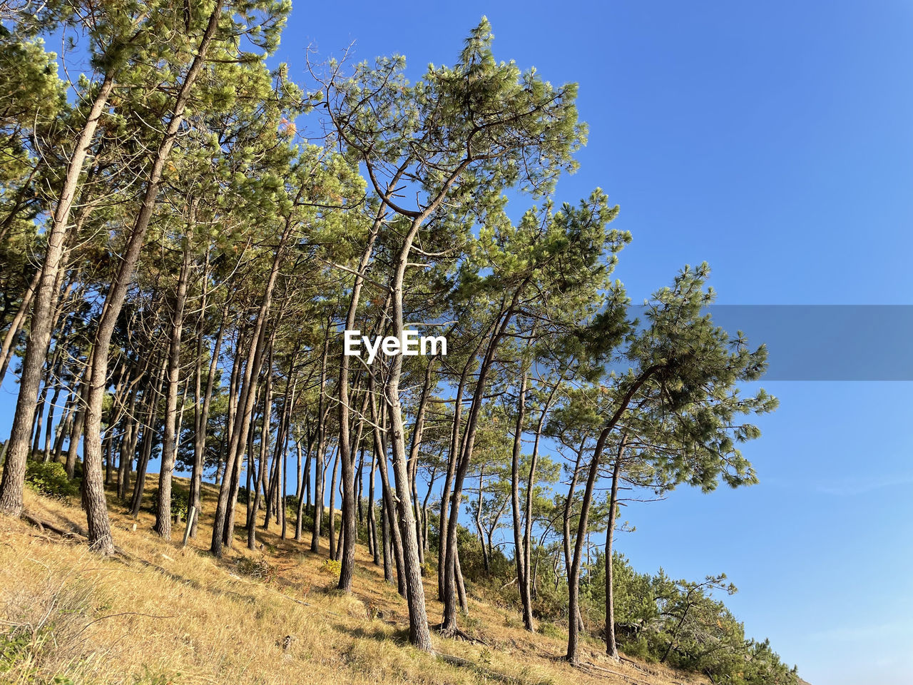 Pine trees in summer wind on sandy hills of southern france. 