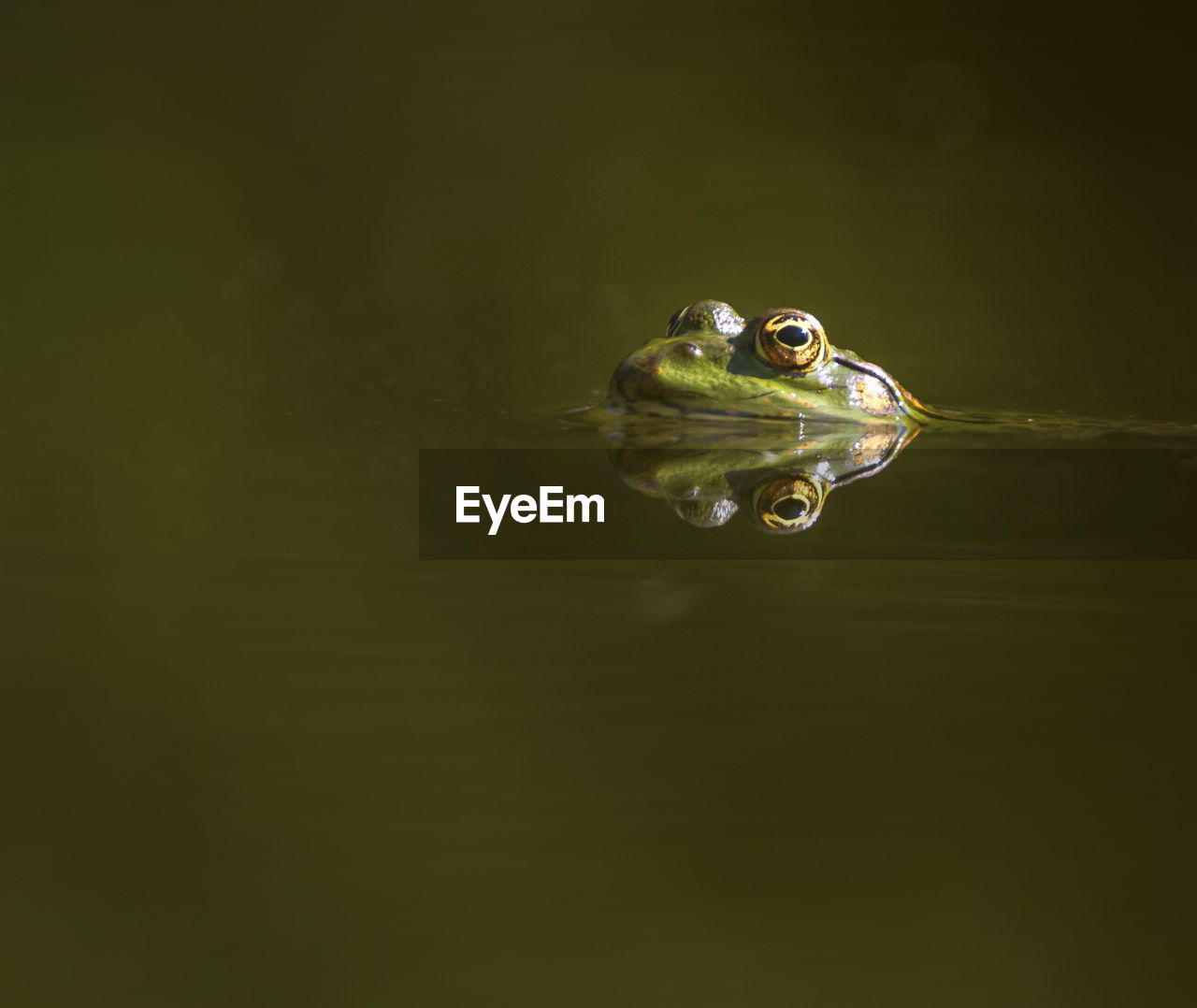 Eyes of a frog swimming in the pond
