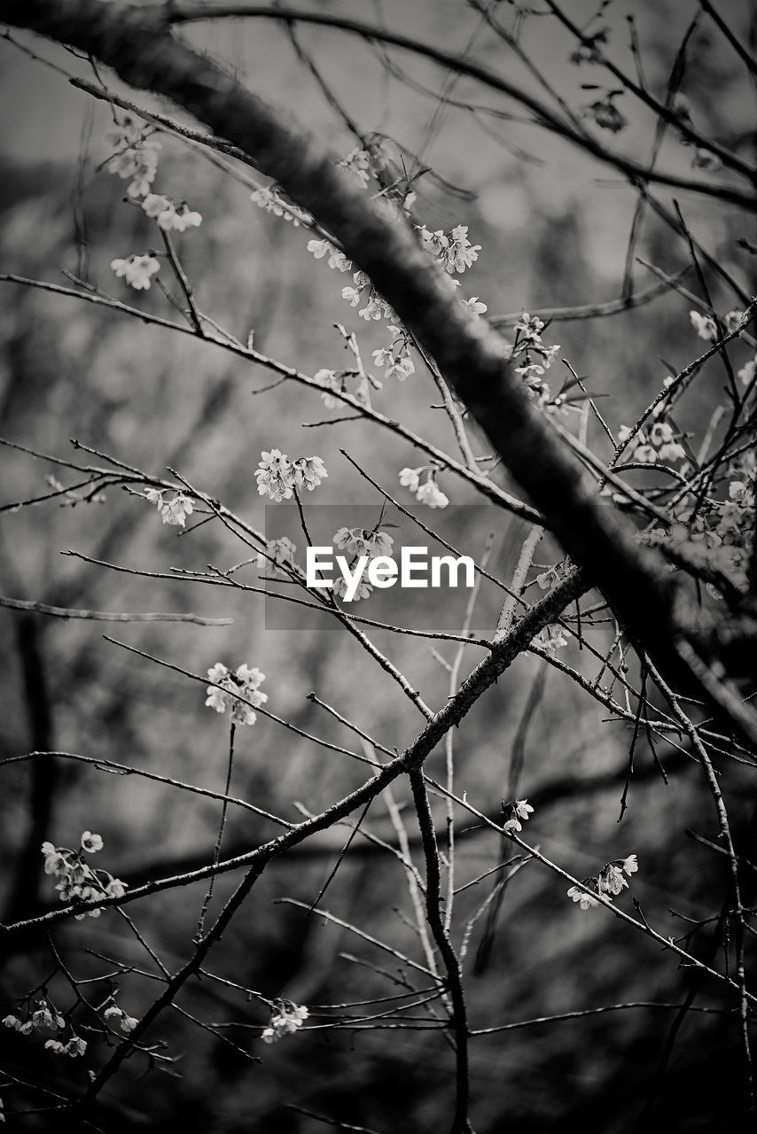 CLOSE-UP OF BARE BRANCHES AGAINST BLURRED BACKGROUND