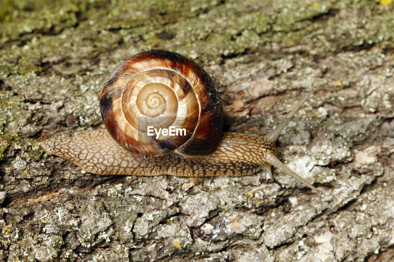 Close-up of snail