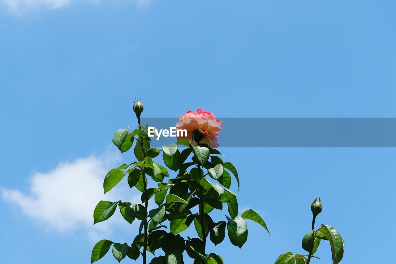 LOW ANGLE VIEW OF PINK FLOWERS BLOOMING AGAINST CLEAR SKY