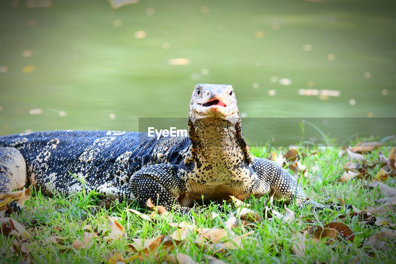 CLOSE-UP OF SNAKE ON FIELD