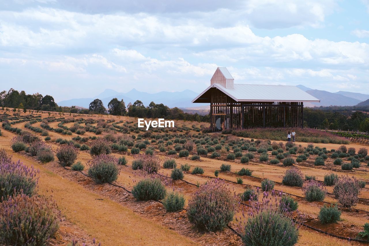 SCENIC VIEW OF FARM AGAINST SKY