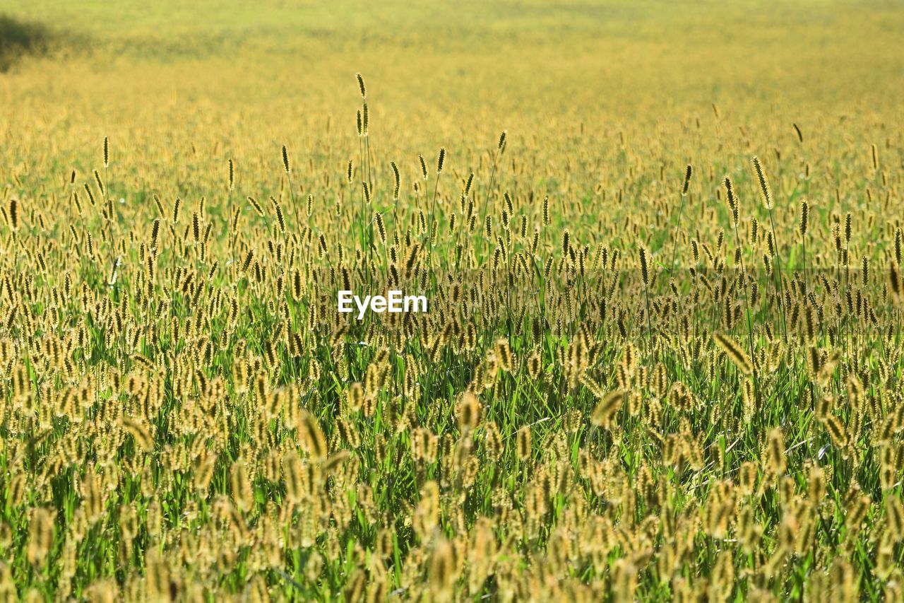 Crops growing on field