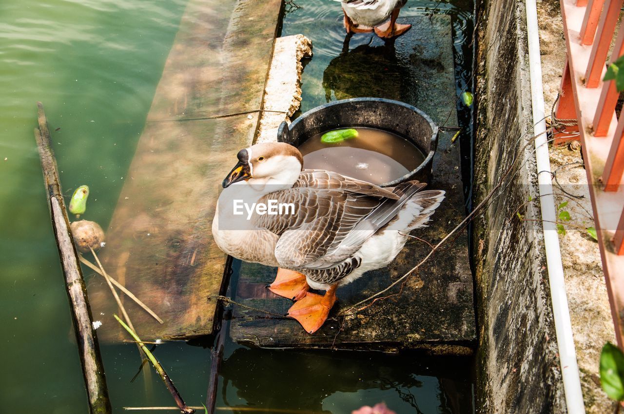 Close-up of birds perching on water