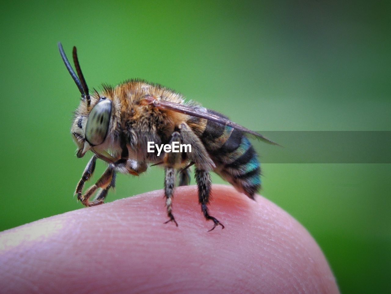 Close-up of insect on hand