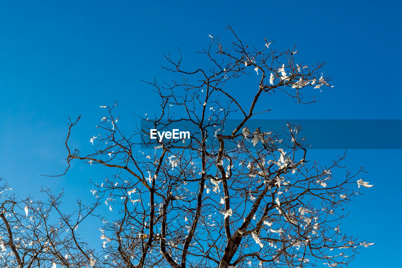 LOW ANGLE VIEW OF TREE AGAINST CLEAR BLUE SKY