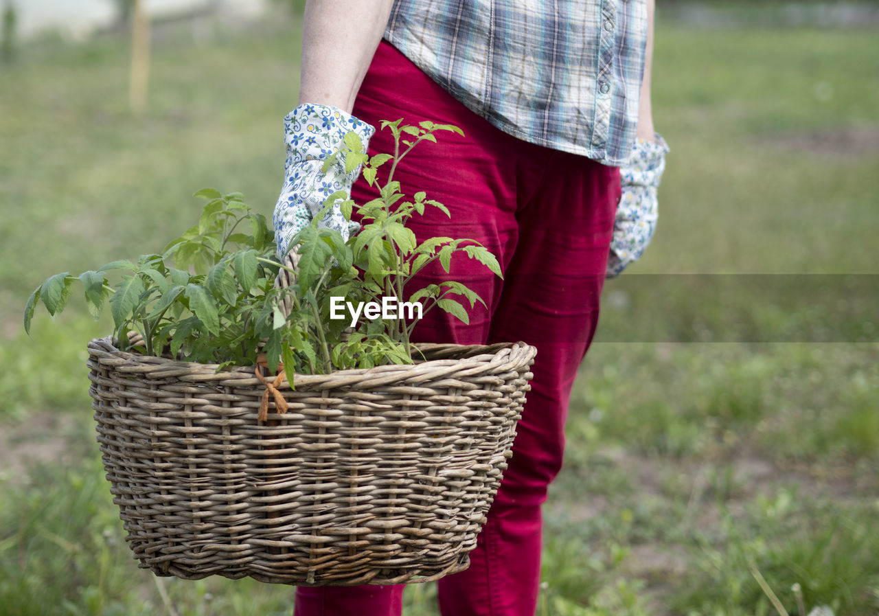 Caucasian woman in red trousers, a plaid shirt and gloves holds basket with tomato seedlings in hand