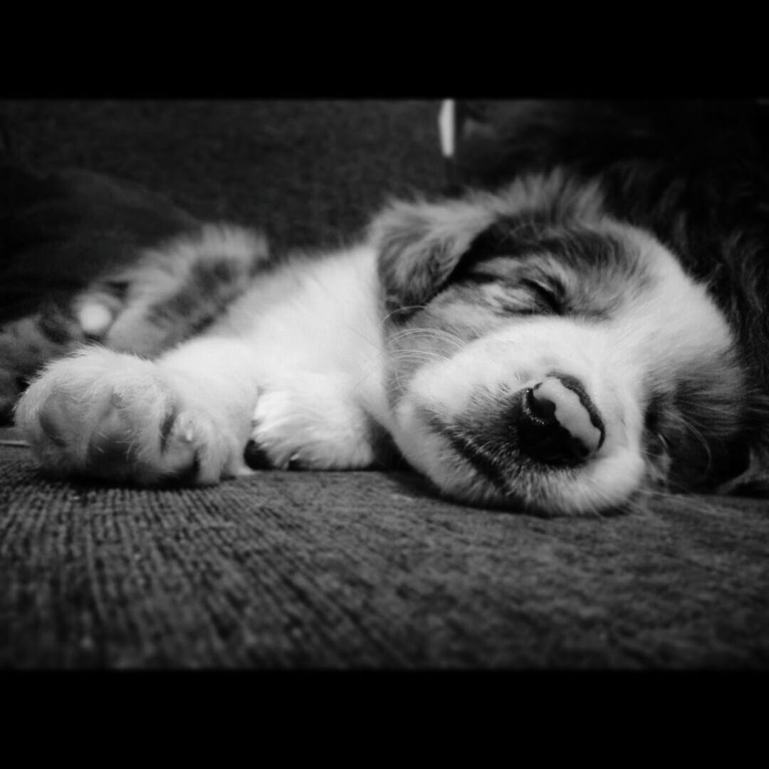 CLOSE-UP OF SLEEPING CAT