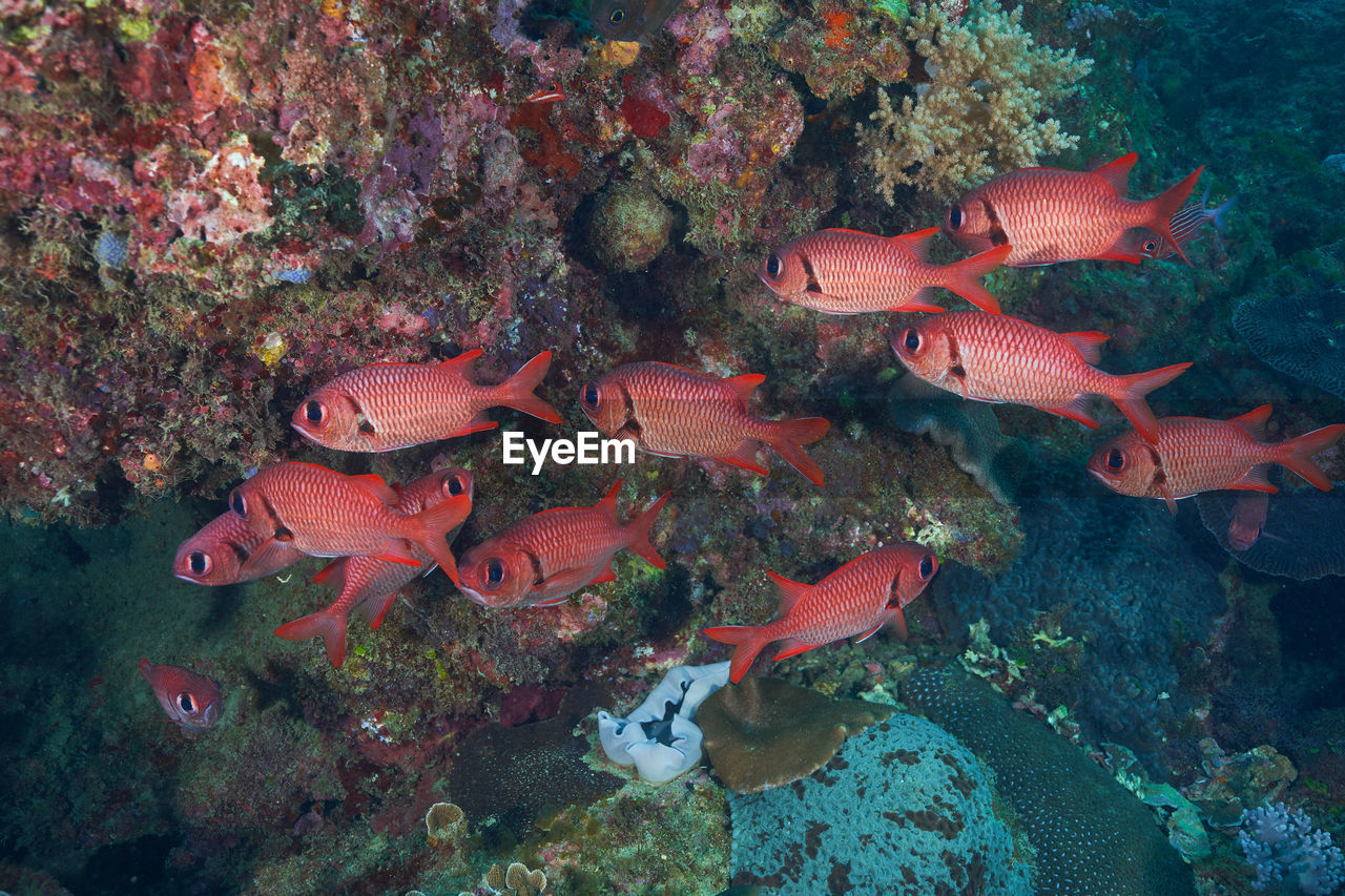 FISH SWIMMING UNDERWATER