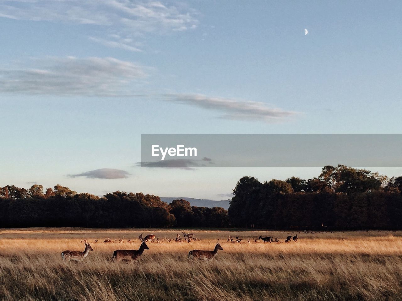 VIEW OF SHEEP ON FIELD AGAINST SKY