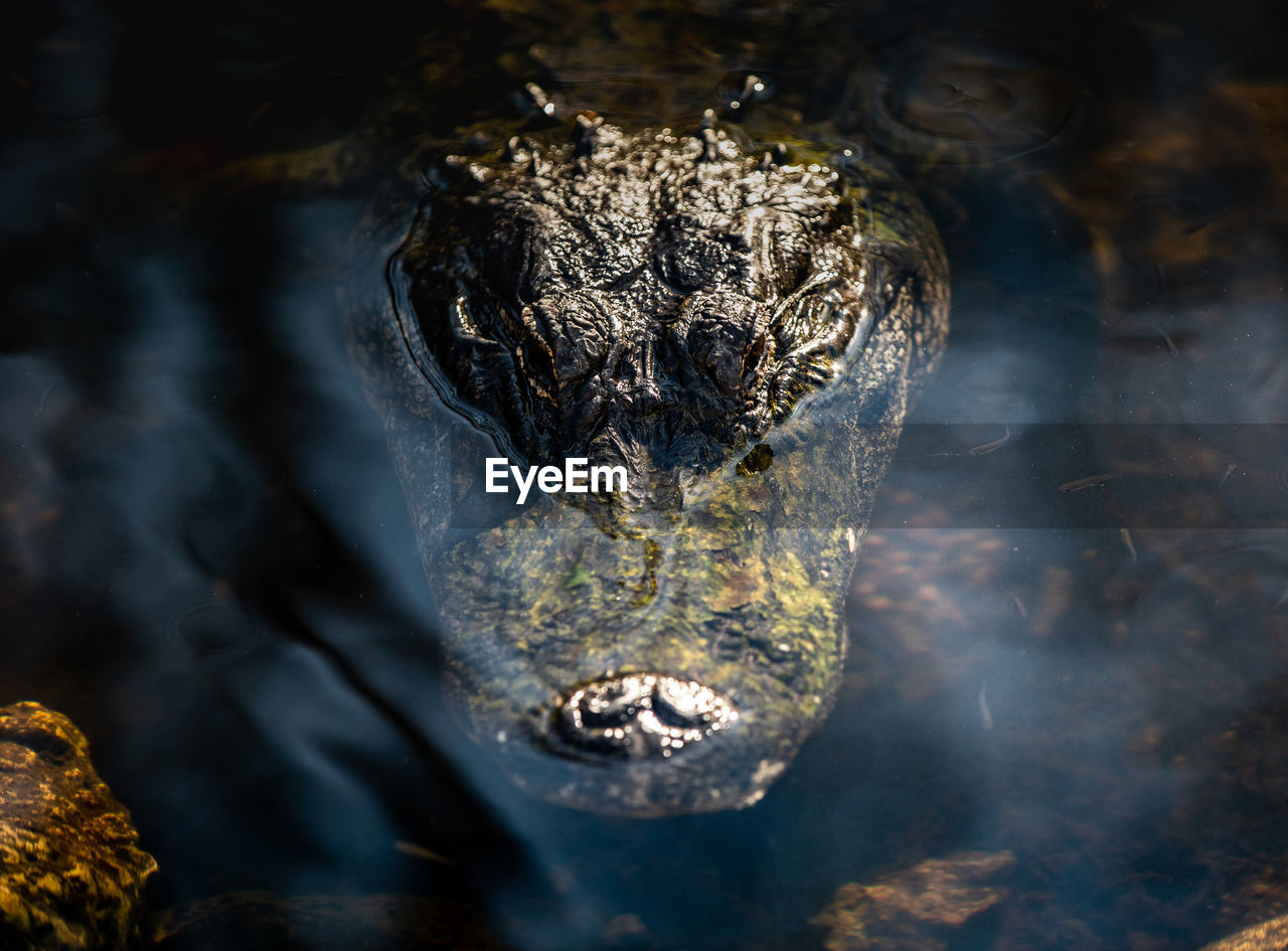 Close-up of alligator swimming in lake