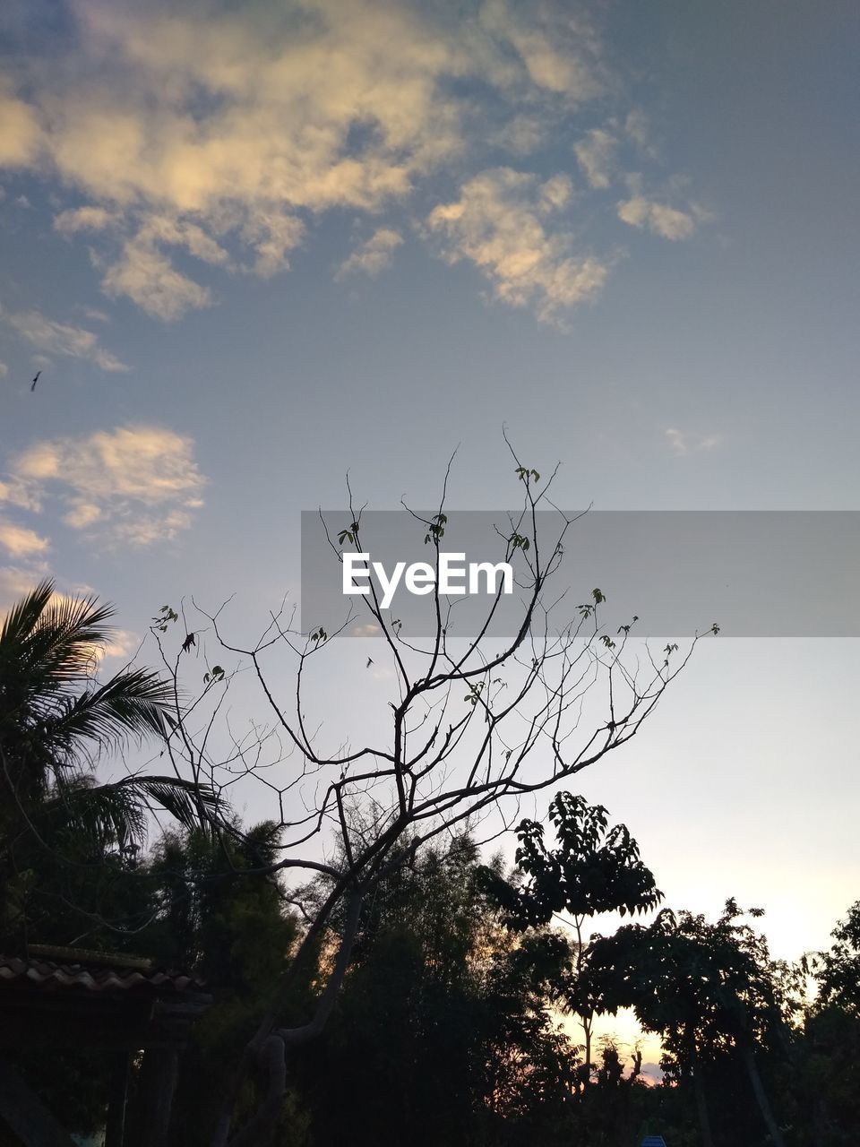 LOW ANGLE VIEW OF SILHOUETTE TREES AGAINST SKY