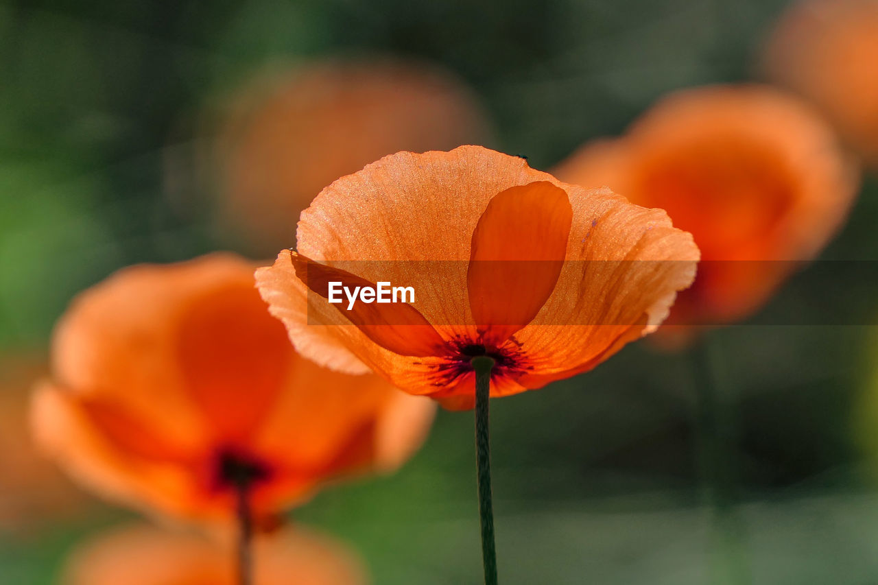 CLOSE-UP OF ORANGE FLOWER HEAD