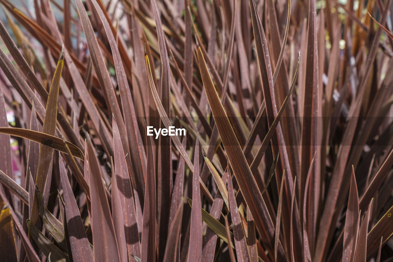 close-up of plants