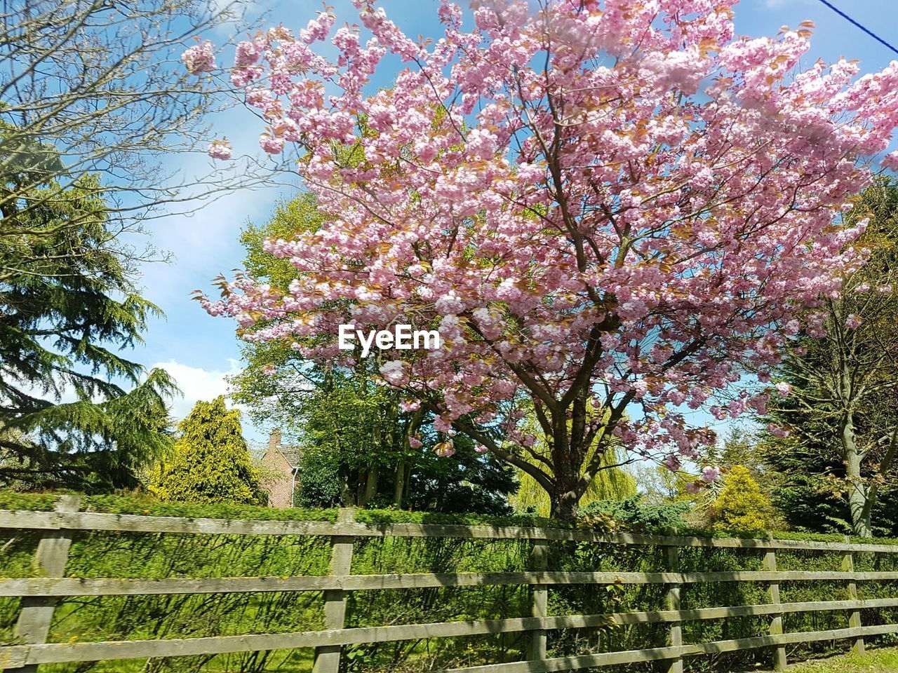 LOW ANGLE VIEW OF FLOWERS ON TREE