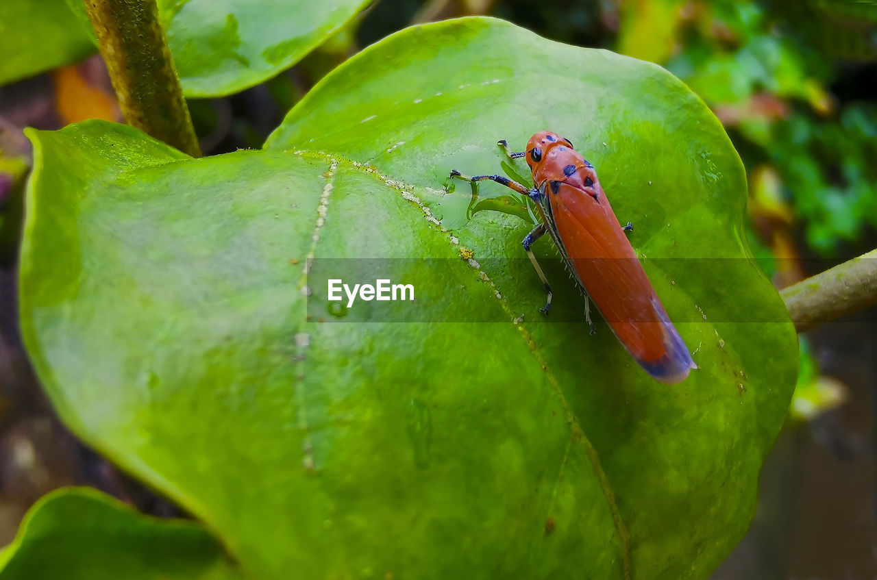 Insects on green leaf