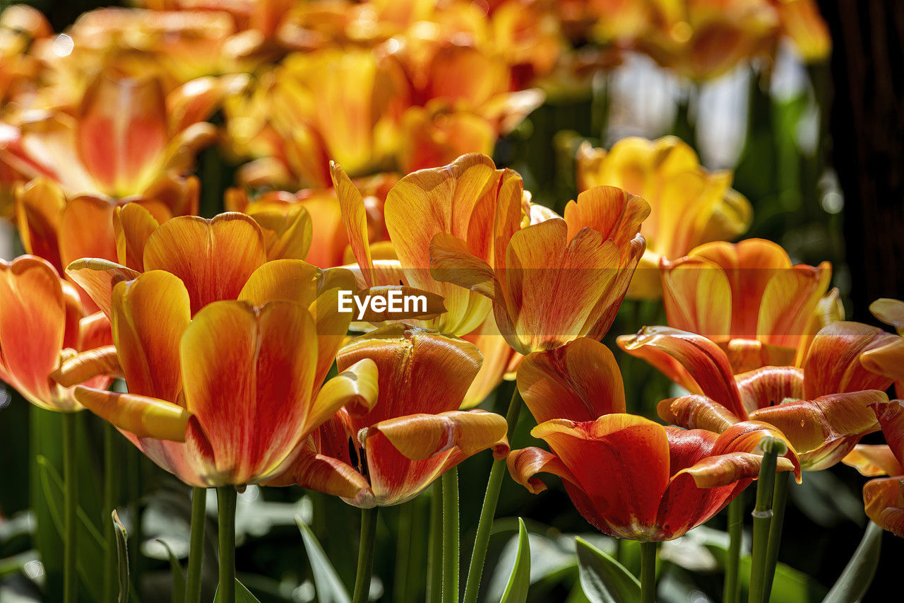 plant, flower, flowering plant, beauty in nature, freshness, petal, close-up, fragility, flower head, growth, nature, inflorescence, tulip, yellow, focus on foreground, no people, orange color, leaf, springtime, plant part, outdoors, vibrant color, botany, plant stem, day, sunlight, flowerbed, red