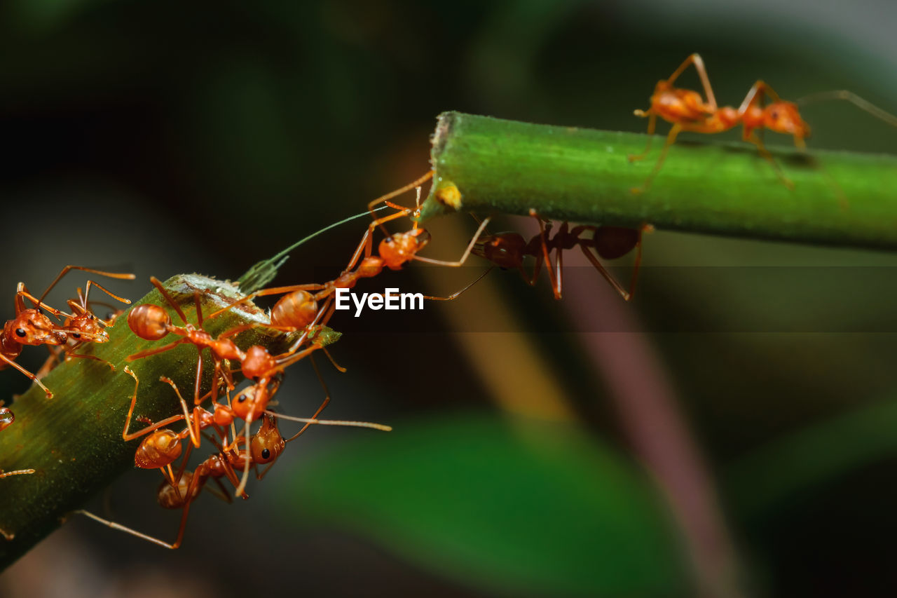 CLOSE-UP OF ANTS ON PLANT