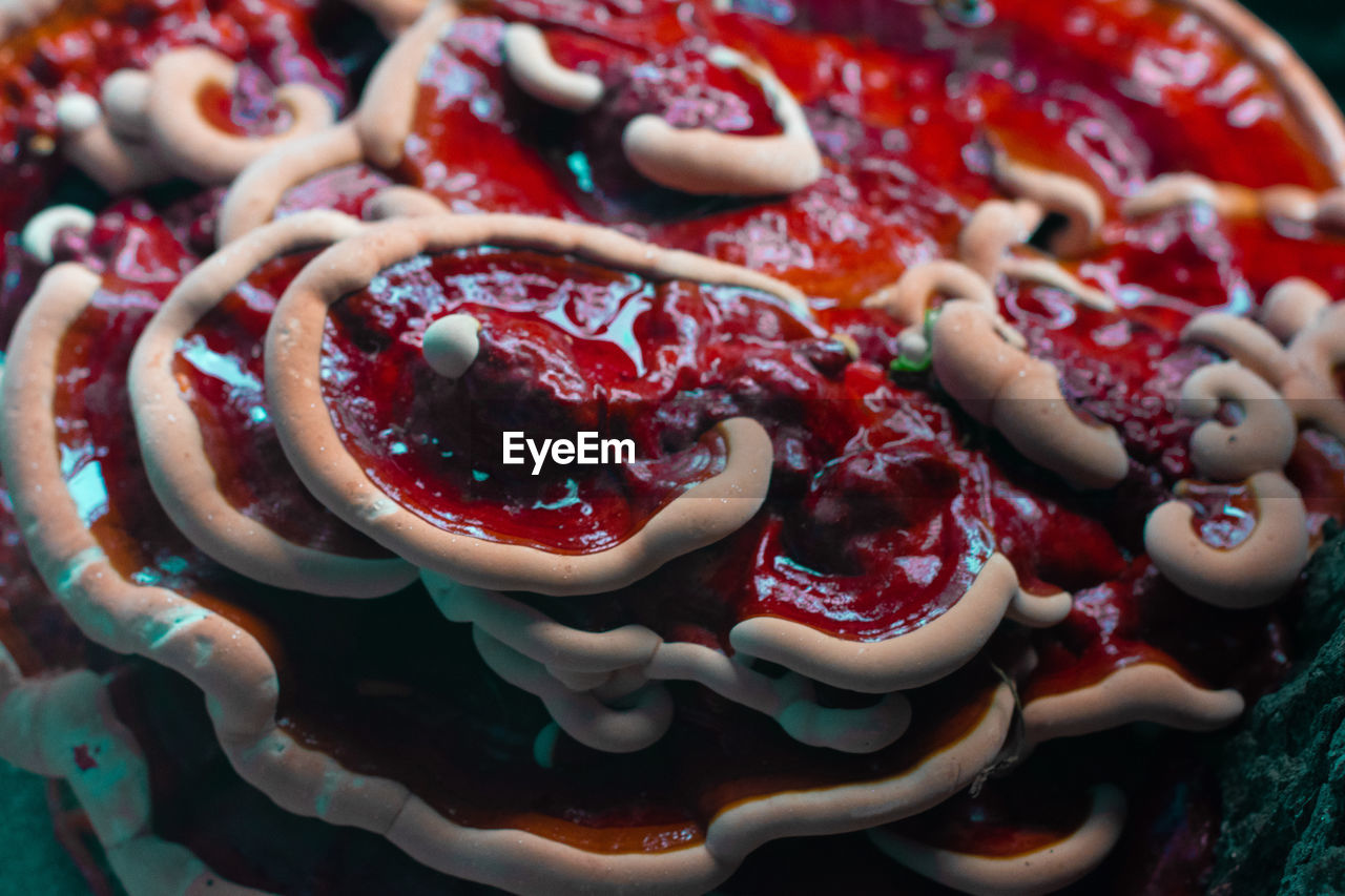 Red fungi on a tree