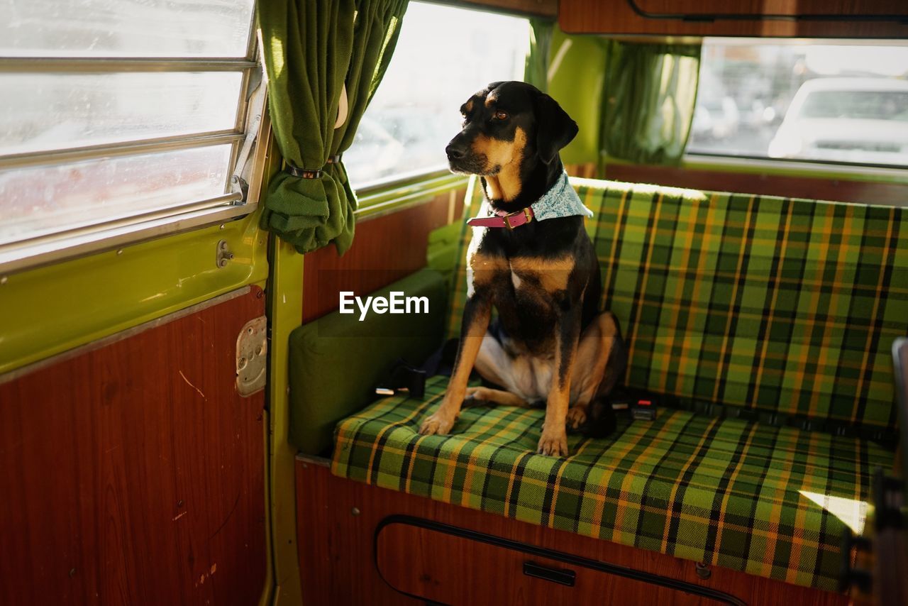 DOG LOOKING AWAY WHILE SITTING ON SEAT IN TRAIN