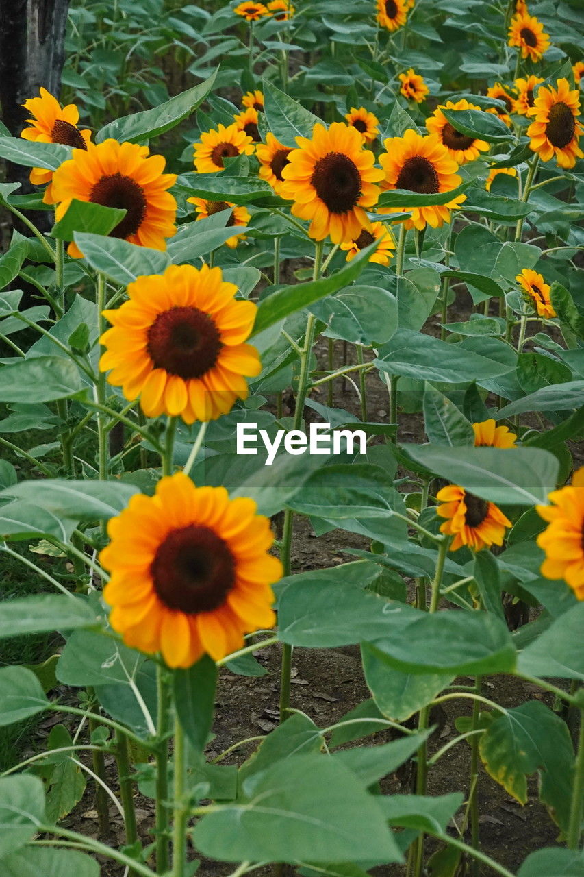 flowering plant, flower, plant, freshness, growth, beauty in nature, flower head, fragility, inflorescence, petal, yellow, nature, sunflower, plant part, leaf, close-up, no people, field, green, day, land, botany, high angle view, pollen, black-eyed susan, outdoors, wildflower, sunflower seed