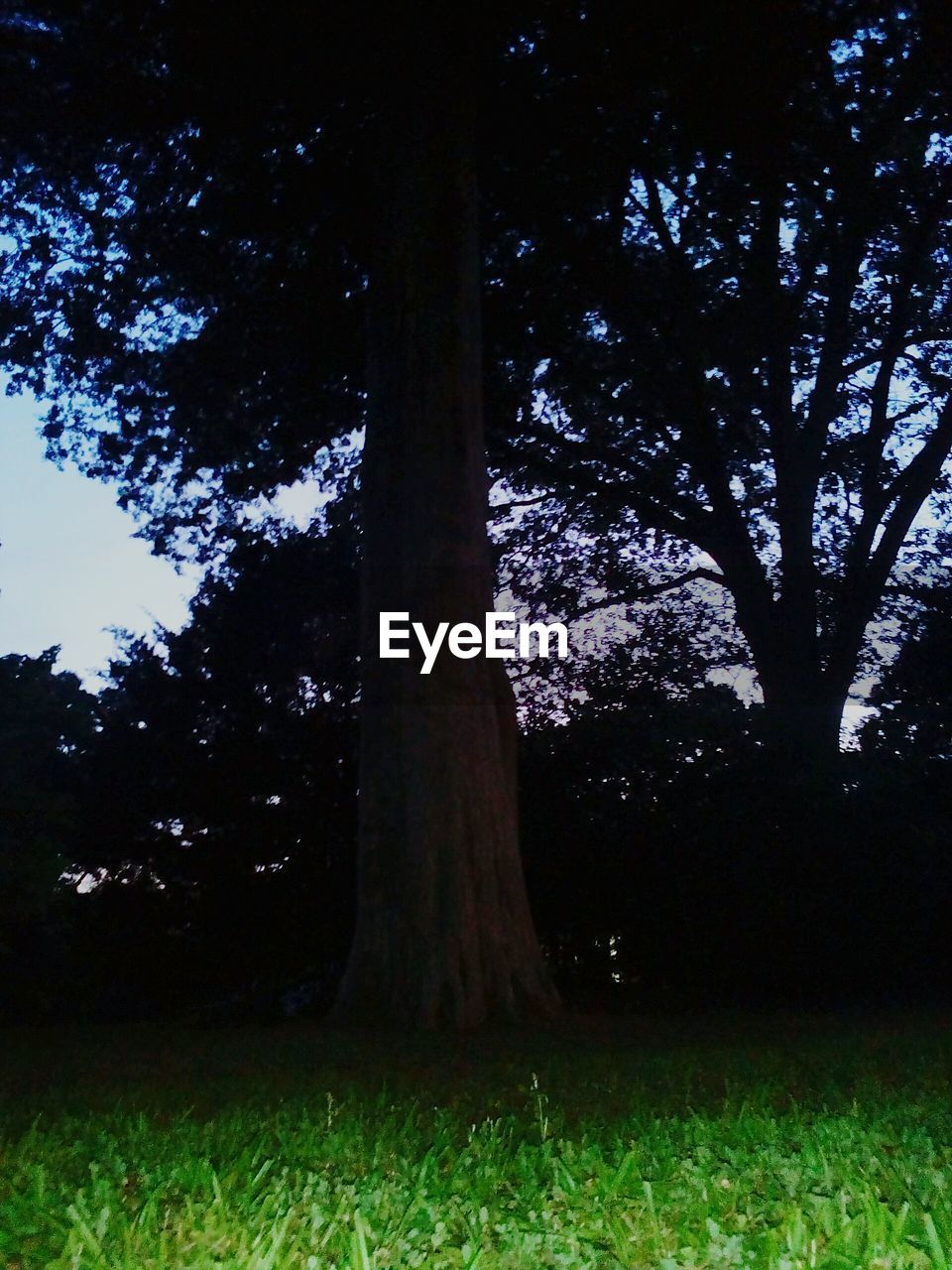 TREES ON LANDSCAPE AT NIGHT