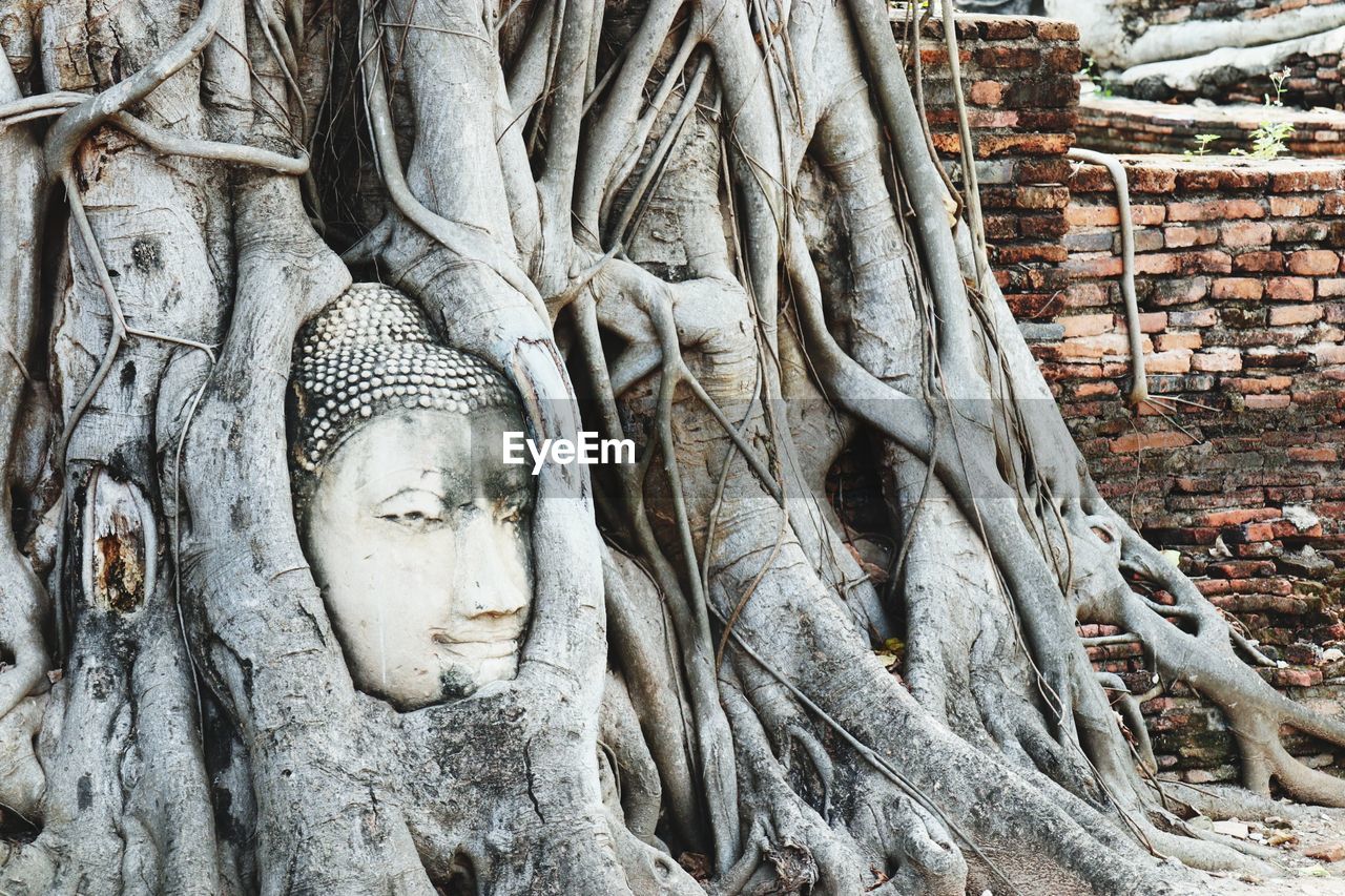 Buddha statue in tree roots