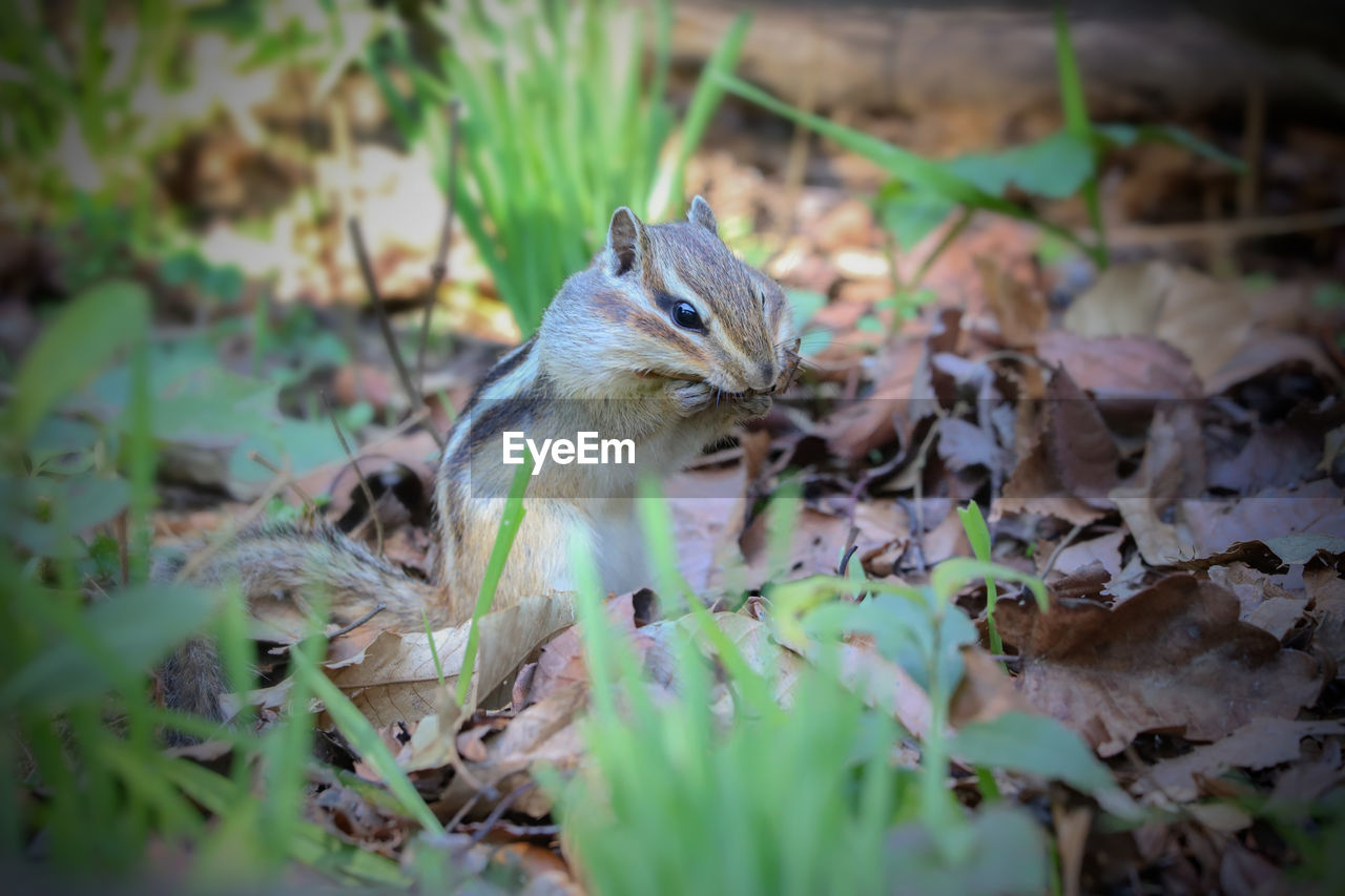 CLOSE-UP OF AN ANIMAL ON FIELD