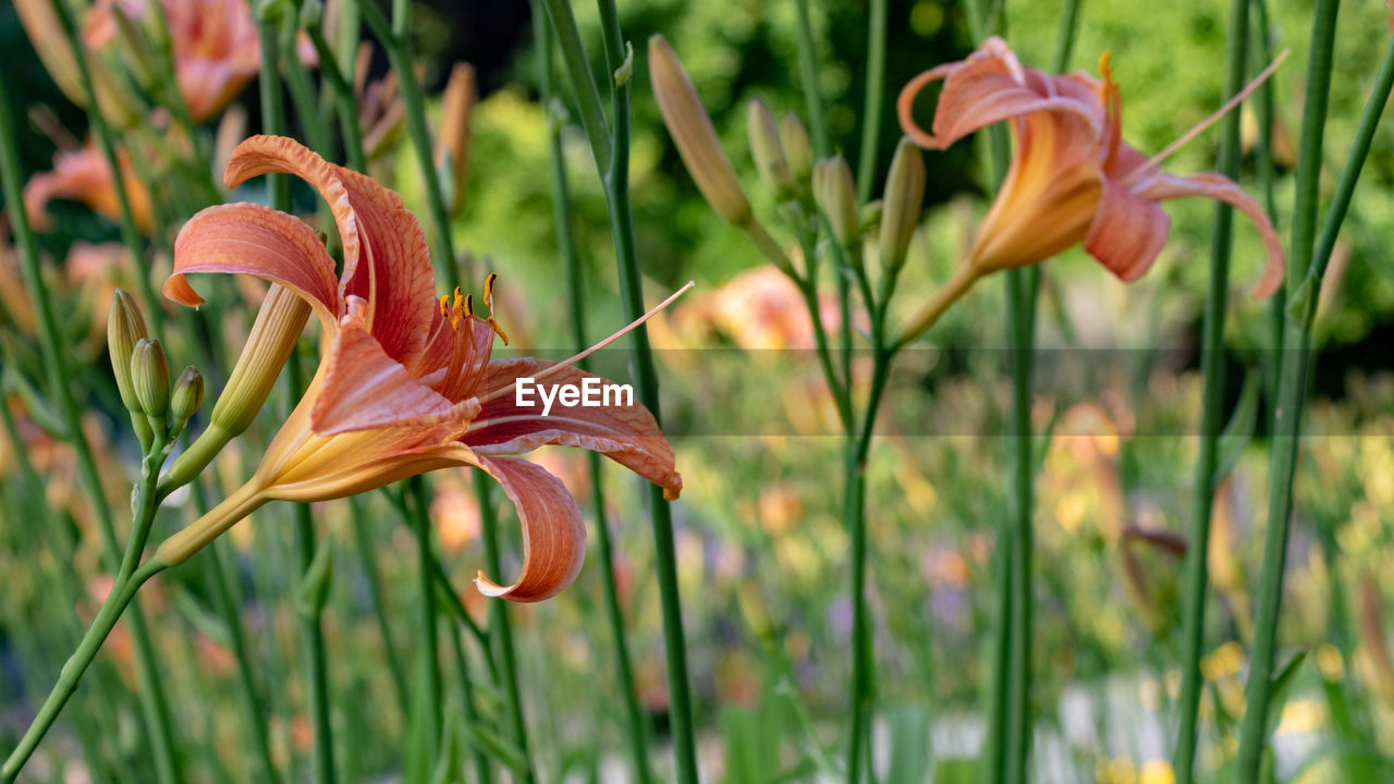 Close-up of orange lily flowers on field