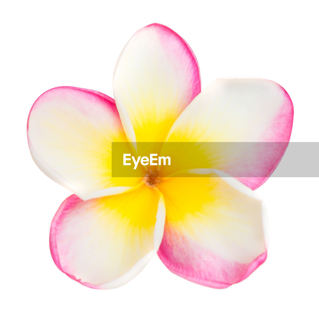 Pink and yellow frangipani plumeria flower with isolated petals on white background